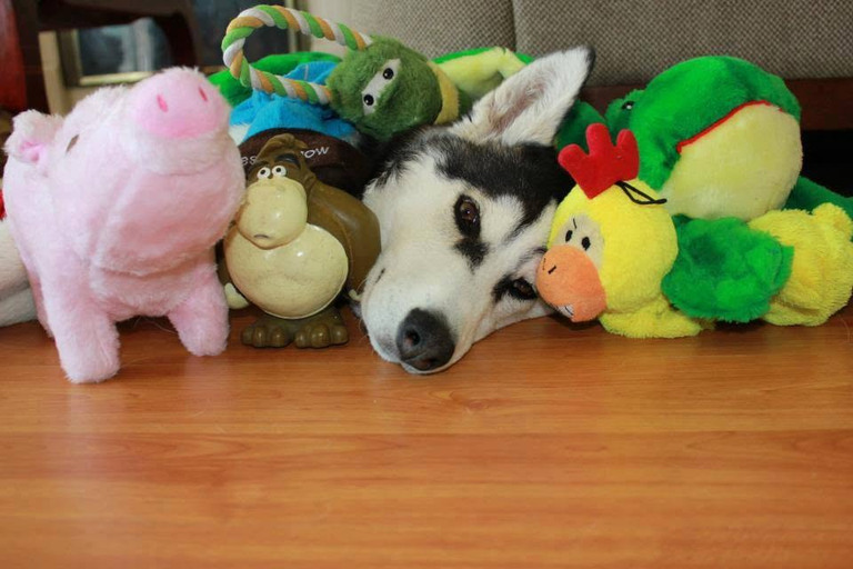 Originele foto van een zwart-witte hond tussen kleurrijke knuffels